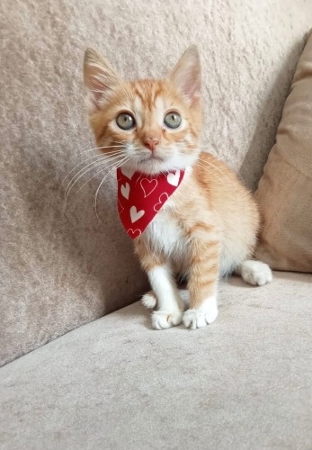 KARAMEL YUVA ARIYOR. fotoğraf