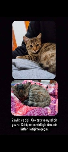 Acil yuva arıyoruz fotoğraf