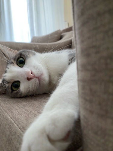 Çok Zeki ve Temiz Kızıma Yuva Arıyorum fotoğraf