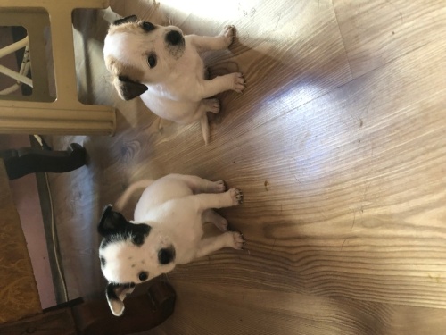 5 YAVRU KARDEŞLER YUVA ARIYOR fotoğraf