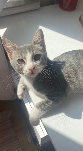 Acil yuva aranıyor fotoğraf