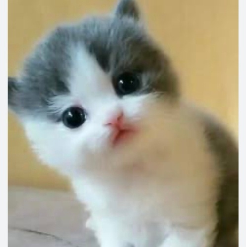 ÇOK TATLI SEVİMLİ YAVRUMUZA ÖMÜRLÜK YUVA ARIYORUZ fotoğraf