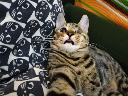 Oyuncu, mırmırık, bir gözü engelli bebişe yuva arıyoruz❤️ fotoğraf