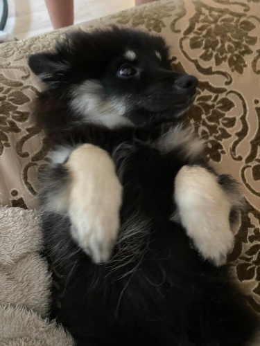 Pomeranian spitz kırması erkek bebek ücretsiz sahiplendirilecektir fotoğraf