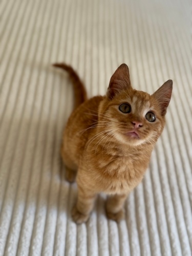 Güzeller güzeli Sarman🧡 fotoğraf