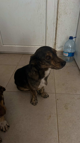 Tito’ya Acil Geçici\Kalıcı Yuva fotoğraf