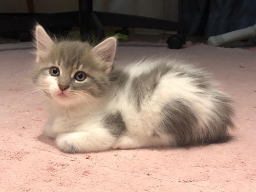 10 Eylül Doğumlu 3 yavru(1 Dişi 2 Erkek) fotoğraf