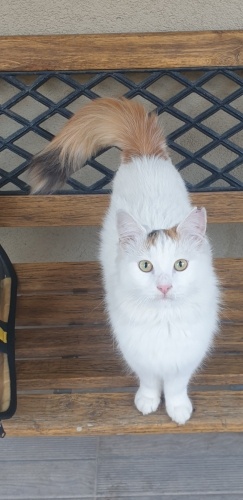 Adı gibi Lokum ,beyaz ,pofuduk kuyruklu terapi kedisi fotoğraf