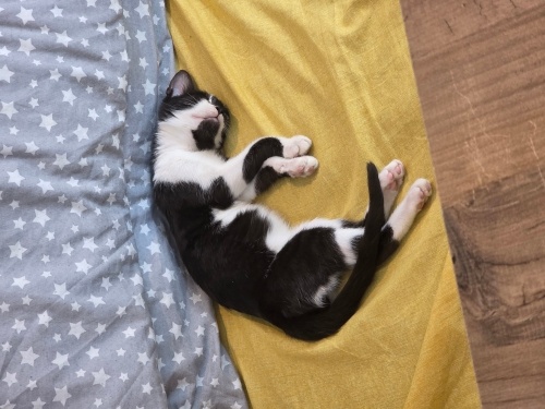 Dunya Tatlisi Smokin Kedisi fotoğraf