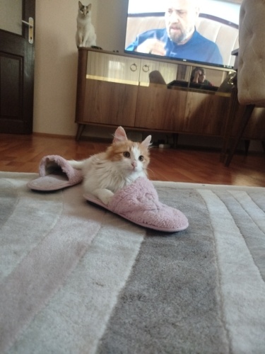 tüy yumağı bebeğimize vicdanlı bir aile fotoğraf