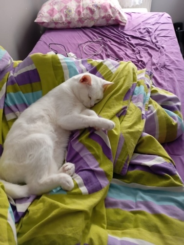 Sahibi barınağa bırakacakmış fotoğraf