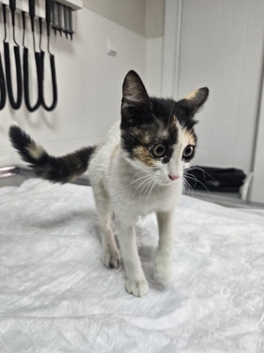 Prensese acil yuva fotoğraf