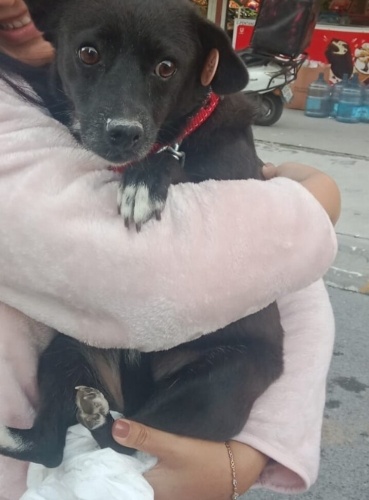 Uysal, Sevecen, Havlama huyu yok, Tasma olmasa bile yanınızdan ayrılmadan yürür. fotoğraf