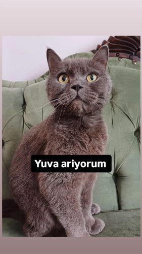 ÜCRETSİZ BRİTİSH YUVA ARİYORUM fotoğraf