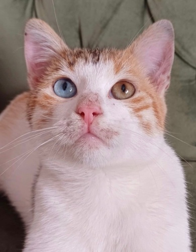 VAN KEDİSİ YUVA ARİYOR fotoğraf