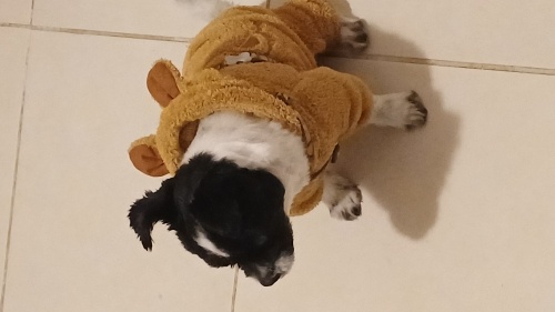 Zeki , çevik ,oyuncu fotoğraf