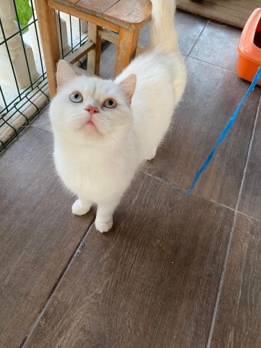 ACİL YUVA - 1 YAŞINDA - KISIRLAŞTIRILDI - TÜM AŞILARI YAPILDI - ÇİPİ YOK fotoğraf