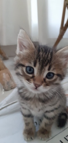 Çok güzel hareketli bir miniş tekroş fotoğraf