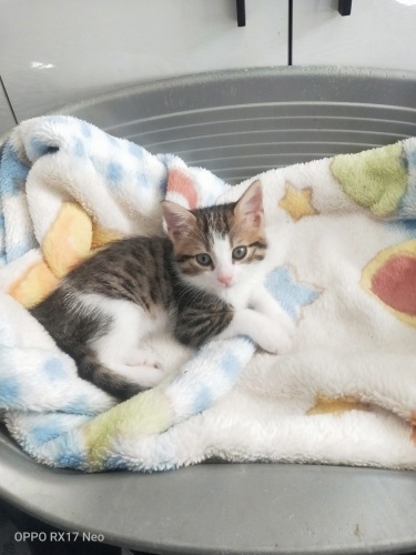 Çok şeker harika bir bebek fotoğraf