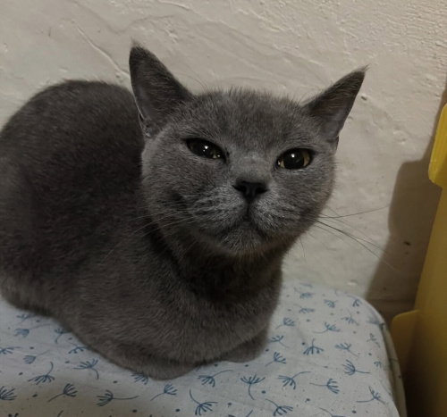 barınağa bırakılacakmış fotoğraf