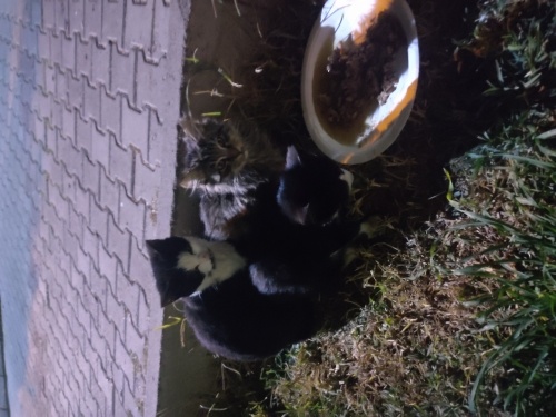 Annesiz yavrular. fotoğraf