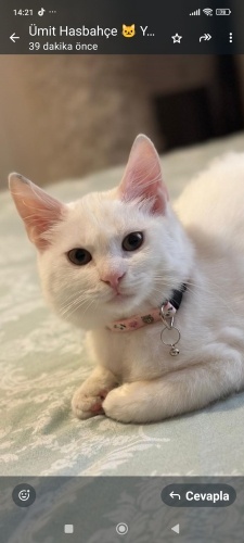 Çok tatlı yumuşacık bir kız çocuğu ona çok iyi bakacak yuvasını arıyoruz fotoğraf