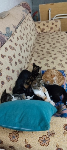 1 Erkek 5 Dişi kedilerimize acil yuva fotoğraf