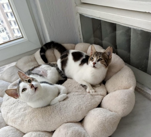 Dişi kardeşler yuva arıyor fotoğraf