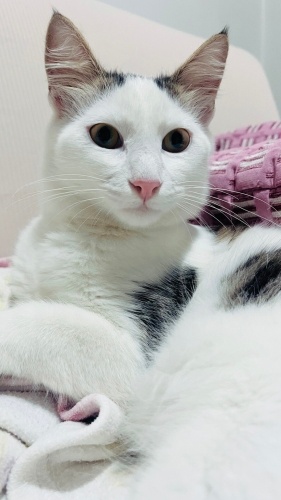 EVİNİZ ŞENLENSİN fotoğraf