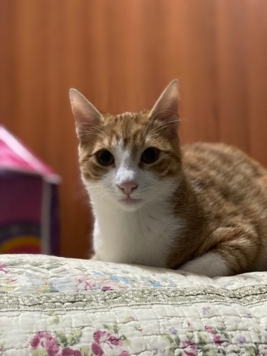 Uyku arkadaşı mazlum fotoğraf