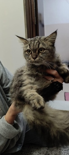 4-5 AYLIK CİVARINDA ERKEK BRİTİSH LONGHAİR YAVRU KEDİ SOKAĞA ATILMIŞ ACİL YUVA fotoğraf