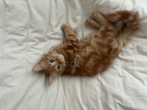 iki buçuk aylık yavru kediye acil yuva arıyorum fotoğraf