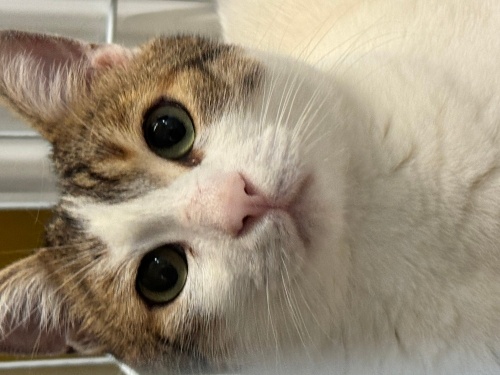 Ne desek bilememdim ki.. fotoğraf