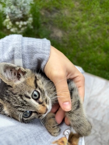Sevgi dolu oyuncu bebek Roka ailesini arıyor fotoğraf