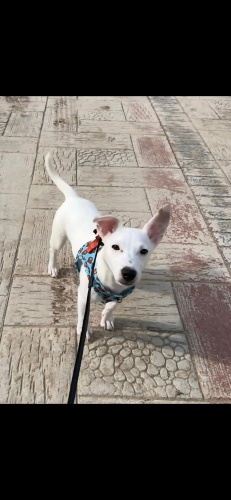 Ücretsiz sahiplenme Jack Russell küçük irk acil yuva fotoğraf