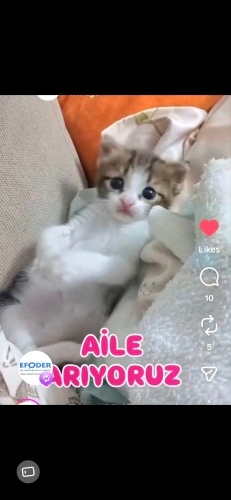 Ücretsiz sahiplenme pofidik yavru acil yuva fotoğraf