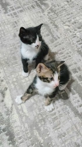 Ücretsiz sahiplenme pofidik smokin ve tekir yavru kardeşler acil yuva fotoğraf