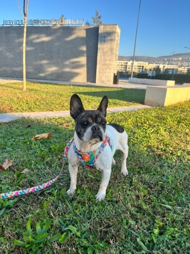 Ücretsiz sahiplenme fiona dünya tatlisi French bulldog fotoğraf