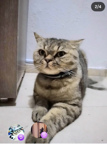 Ücretsiz sahiplenme pofidik British kedi acil yuva lütfen okuyun fotoğraf