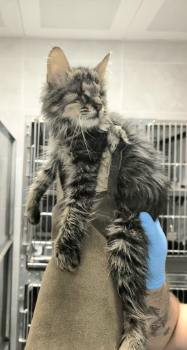 Ücretsiz sahiplenme pofidik orman kedisi yavru acil yuva fotoğraf