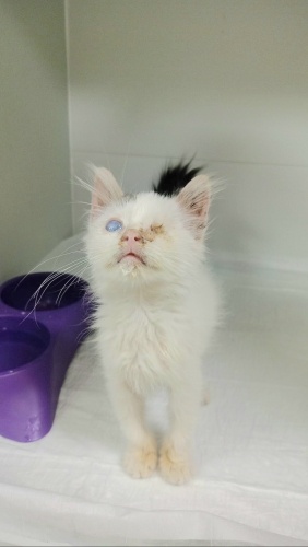 Ücretsiz sahiplenme pofidik beyaz yavru acil yuva lütfen okuyun fotoğraf