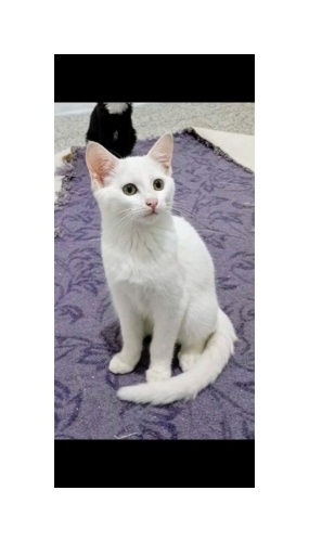 Ücretsiz sahiplenme beyaz yavru acil yuva fotoğraf