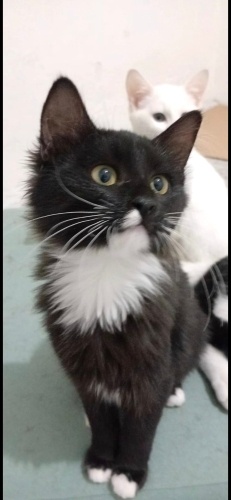 Ücretsiz sahiplenme pofidik tuğlu smokin yavru acil yuva fotoğraf