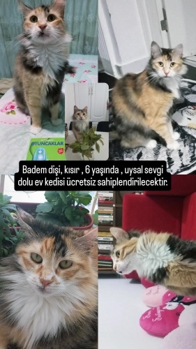Badişe yuva olur musunuz lütfen fotoğraf