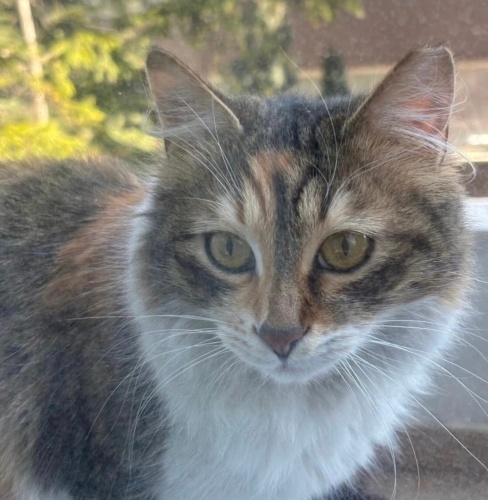 Meloş yuva arıyor fotoğraf