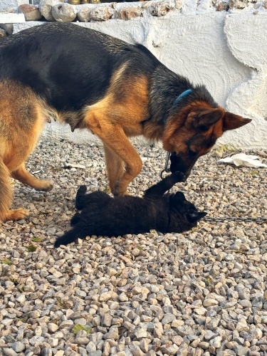 Dişi kurt köpeği yavrusu isteyene annesi de olabilir fotoğraf