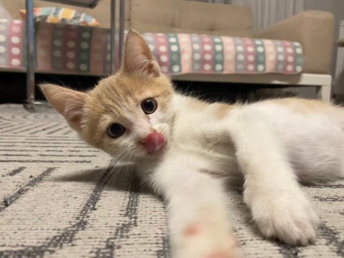 Oyuncu erkeğe yuva fotoğraf