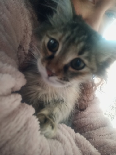 Tedavisini oldu tekrar sokağa bırakmak istemiyorum fotoğraf