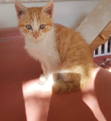 Sarman bebeğe yuva fotoğraf