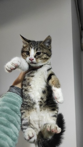 Oğlumuz Bulgura Ömürlük Yuavasını Arıyoruz fotoğraf